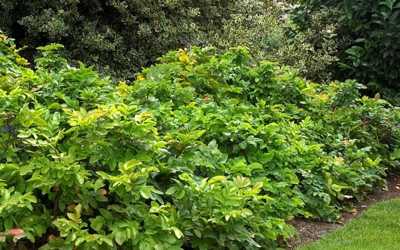  Creeping Oregon Grape (Mahonia Repens) - 1 Gallon Pot