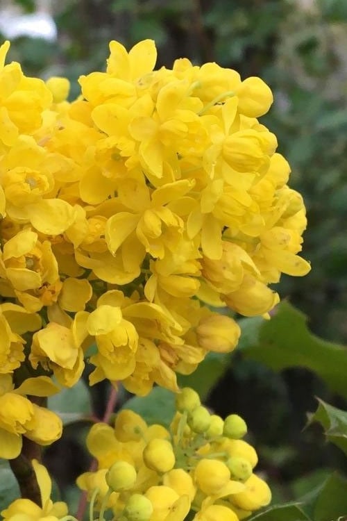  Creeping Oregon Grape (Mahonia Repens) - 1 Gallon Pot