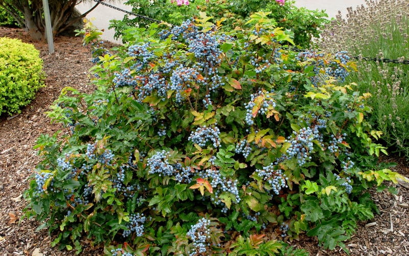  Creeping Oregon Grape (Mahonia Repens) - 1 Gallon Pot