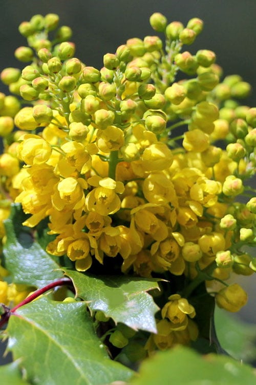  Creeping Oregon Grape (Mahonia Repens) - 1 Gallon Pot