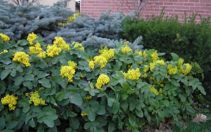  Creeping Oregon Grape (Mahonia Repens) - 1 Gallon Pot