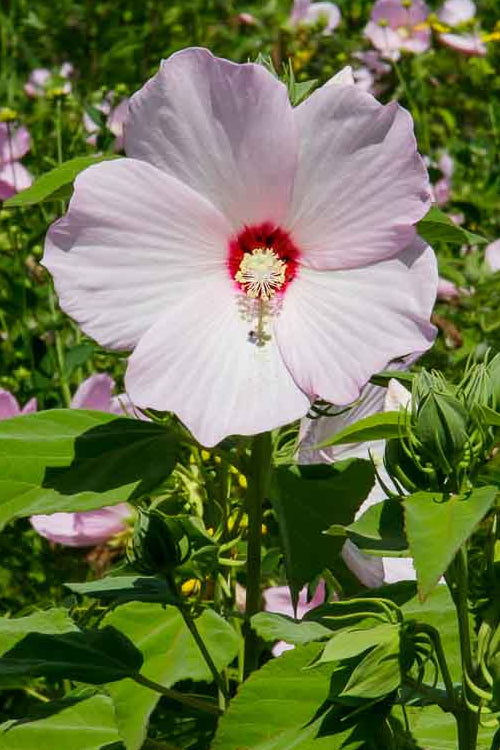  Rose Mallow Hardy Hibiscus (Hibiscus Moscheutos) - 2.5 Quart Pot