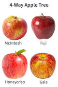  4-in-1 Apple Tree - 7 Gallon Pot 5-6’