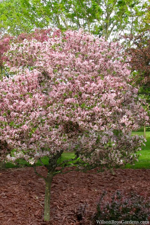  Southern Crabapple (Malus Angustifolia) - 3 Gallon Pot