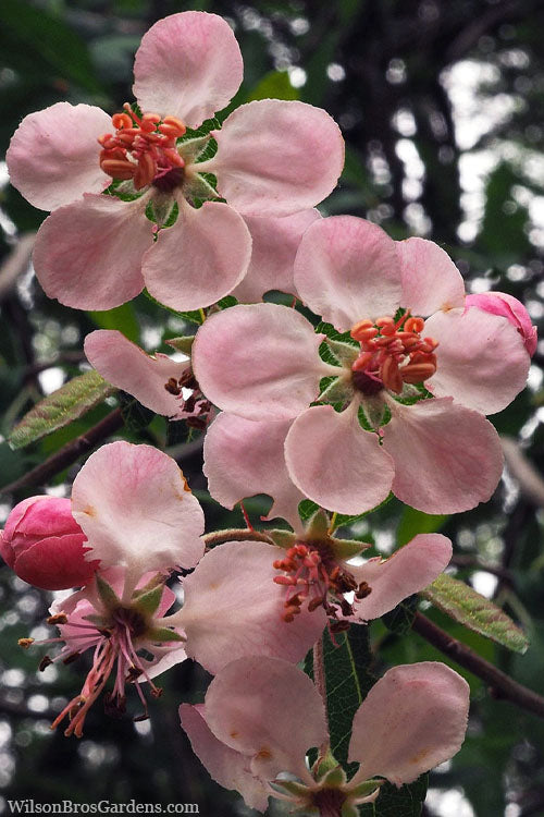  Southern Crabapple (Malus Angustifolia) - 3 Gallon Pot