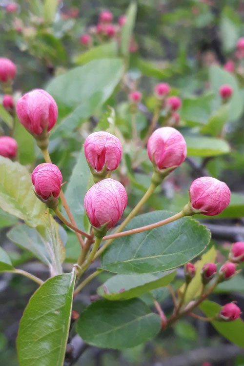  American Sweet Crabapple Tree (Malus Coronaria) - 1 Gallon Pot