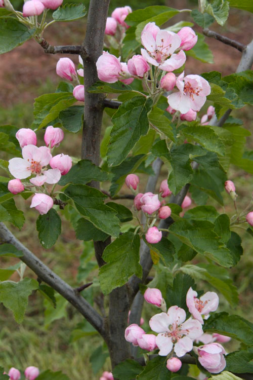  American Sweet Crabapple Tree (Malus Coronaria) - 1 Gallon Pot