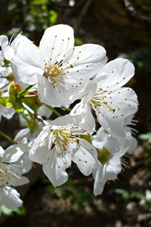  American Sweet Crabapple Tree (Malus Coronaria) - 1 Gallon Pot