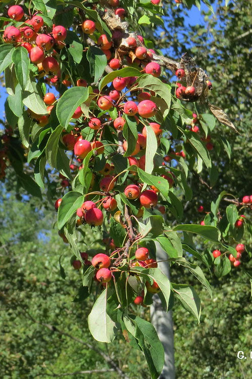  American Sweet Crabapple Tree (Malus Coronaria) - 1 Gallon Pot