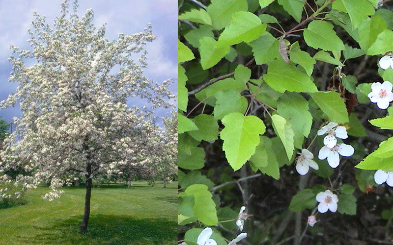  American Sweet Crabapple Tree (Malus Coronaria) - 1 Gallon Pot