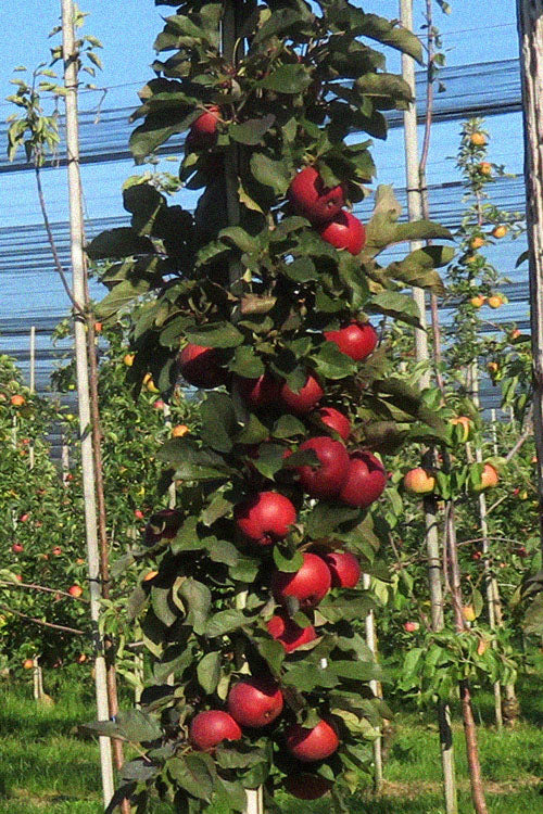 Fruit Snacks All Red Columnar Apple (Malus) - 5 Gallon Pot