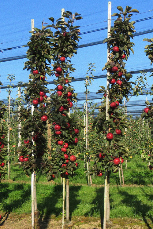  Fruit Snacks All Red Columnar Apple (Malus) - 5 Gallon Pot