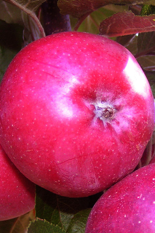  Fruit Snacks All Red Columnar Apple (Malus) - 5 Gallon Pot