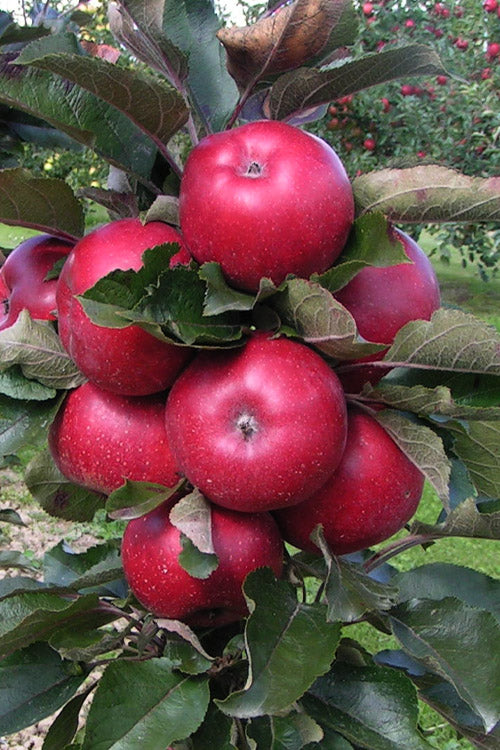  Fruit Snacks All Red Columnar Apple (Malus) - 5 Gallon Pot