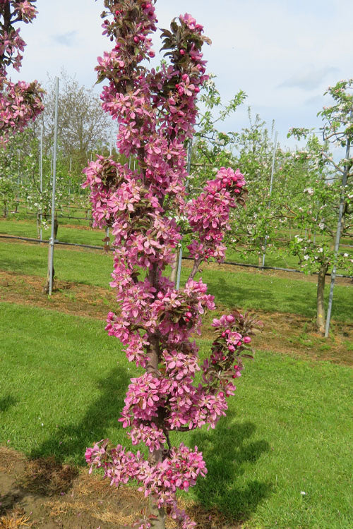  Fruit Snacks All Red Columnar Apple (Malus) - 5 Gallon Pot