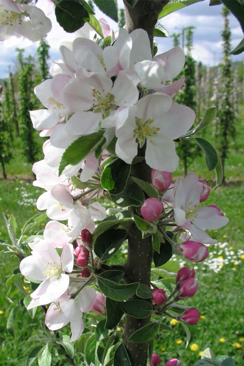  Fruit Snacks Blushing Delight Columnar Apple (Malus) - 5 Gallon Pot