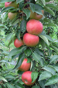  Fruit Snacks Blushing Delight Columnar Apple (Malus) - 5 Gallon Pot
