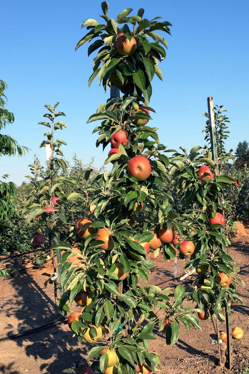  Fruit Snacks Blushing Delight Columnar Apple (Malus) - 5 Gallon Pot