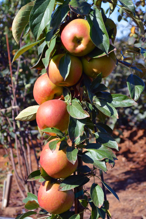  Fruit Snacks Blushing Delight Columnar Apple (Malus) - 5 Gallon Pot