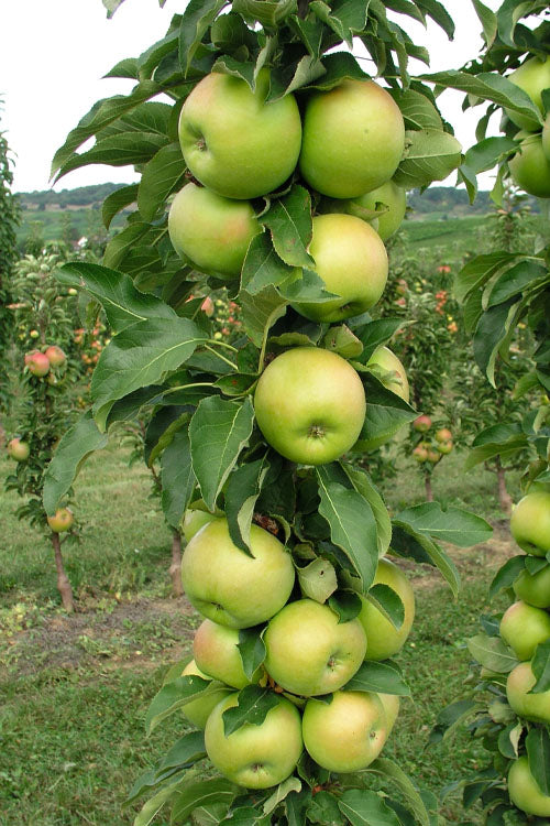  Fruit Snacks Tangy Green Columnar Apple (Malus) - 5 Gallon Pot