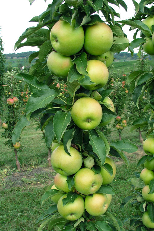  Fruit Snacks Tangy Green Columnar Apple (Malus) - 5 Gallon Pot