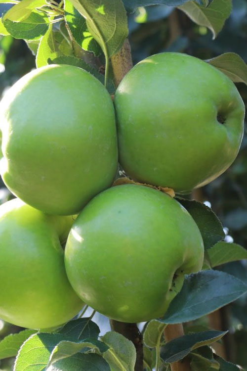  Fruit Snacks Tangy Green Columnar Apple (Malus) - 5 Gallon Pot