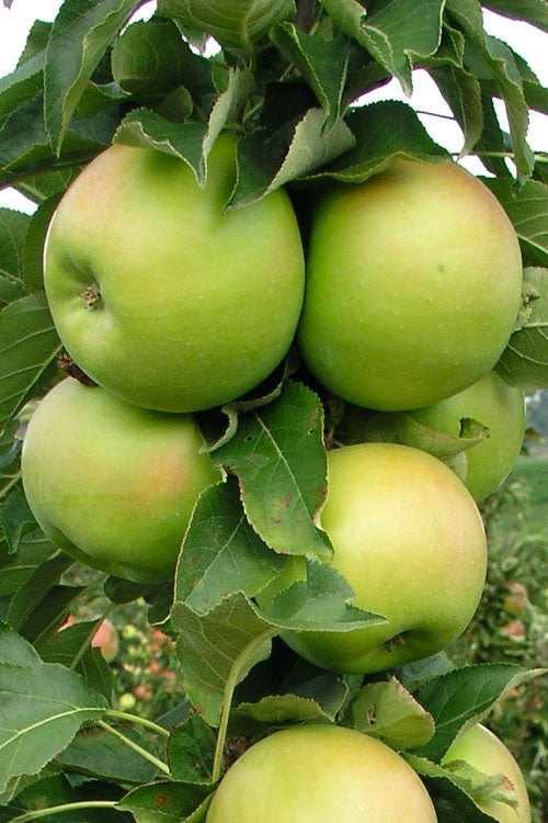  Fruit Snacks Tangy Green Columnar Apple (Malus) - 5 Gallon Pot