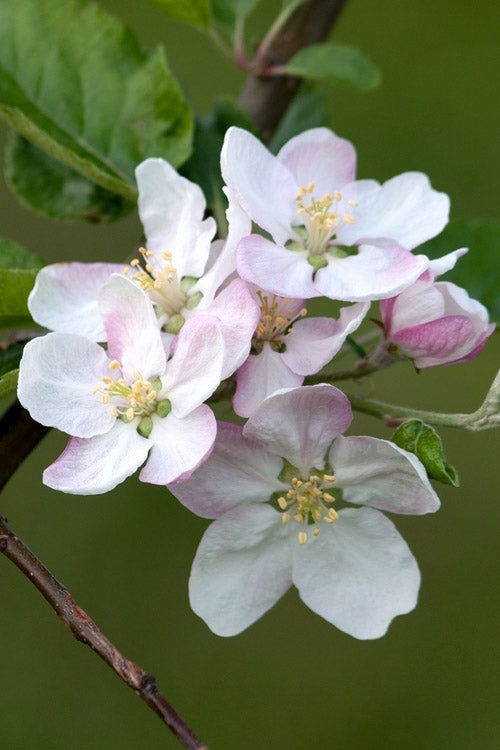  4-in-1 Apple Tree - 7 Gallon Pot 5-6’