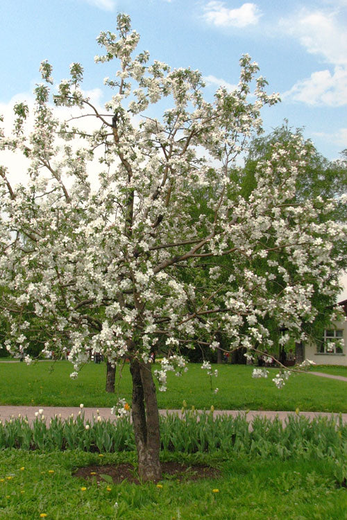  4-in-1 Apple Tree - 7 Gallon Pot 5-6’