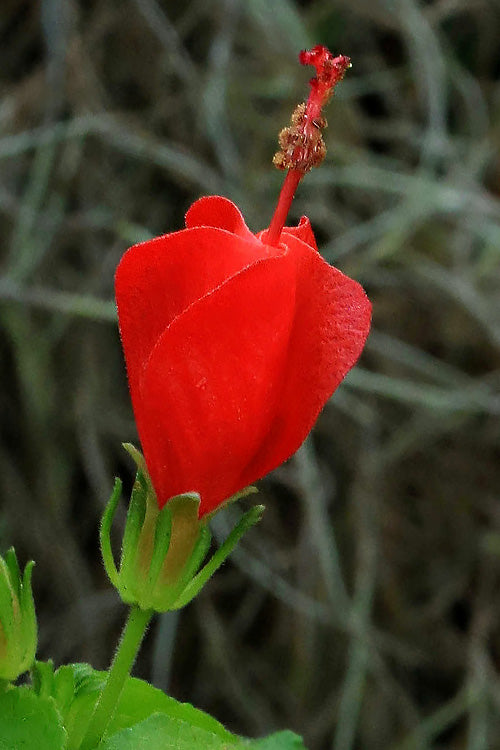  Turk's Cap Mallow (Malvaviscus Drummondii) - 5 Pack Of Quart Pots