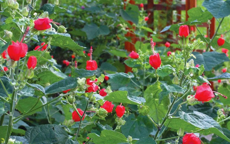 Turk's Cap Mallow (Malvaviscus Drummondii) - 5 Pack Of Quart Pots