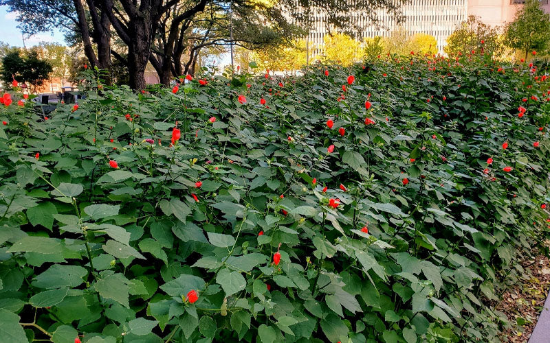  Turk's Cap Mallow (Malvaviscus Drummondii) - 5 Pack Of Quart Pots