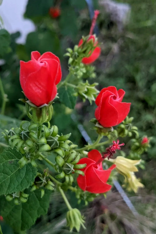  Turk's Cap Mallow (Malvaviscus Drummondii) - 5 Pack Of Quart Pots