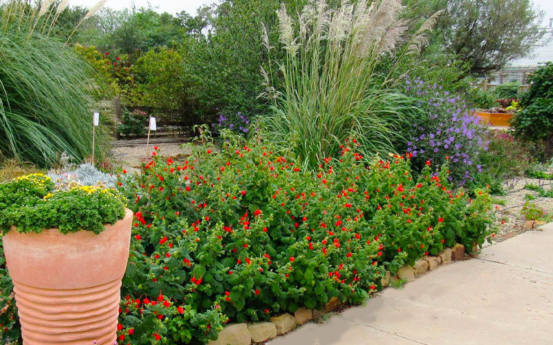  Turk's Cap Mallow (Malvaviscus Drummondii) - 5 Pack Of Quart Pots