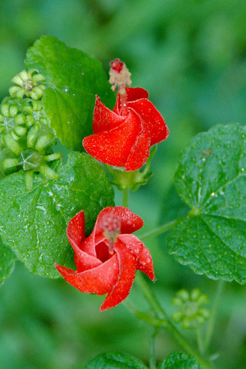 Turk's Cap Mallow (Malvaviscus Drummondii) - 5 Pack Of Quart Pots