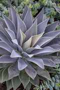  Lavender Lady Mangave - 1 Gallon Pot