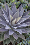  Lavender Lady Mangave - 1 Gallon Pot