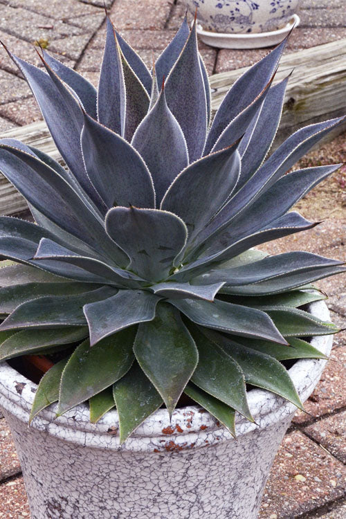  Lavender Lady Mangave - 1 Gallon Pot