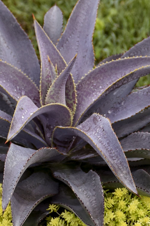  Purple People Eater Mangave - 1 Gallon Pot