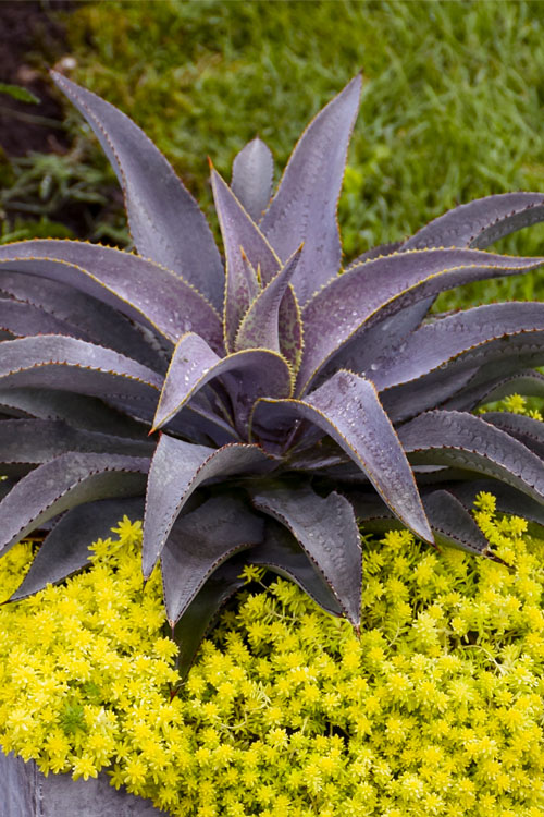  Purple People Eater Mangave - 1 Gallon Pot