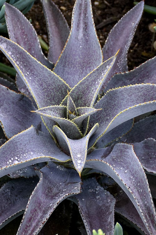  Purple People Eater Mangave - 1 Gallon Pot