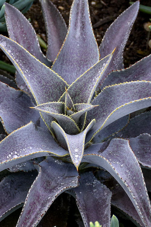  Purple People Eater Mangave - 1 Gallon Pot