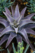  Purple People Eater Mangave - 1 Gallon Pot