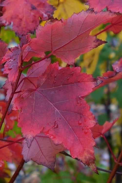  Brandywine Maple Tree - 7 Gallon Pot (6-7')