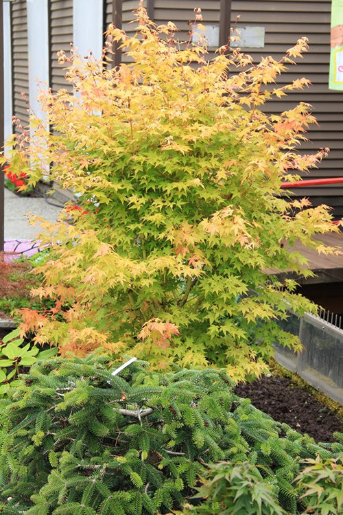  Bihou Yellow Bark Japanese Maple - 3 Gallon Pot