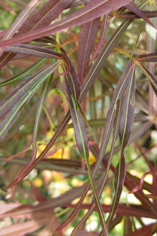  Filifera Purpurea Japanese Maple - 3 Gallon Pot