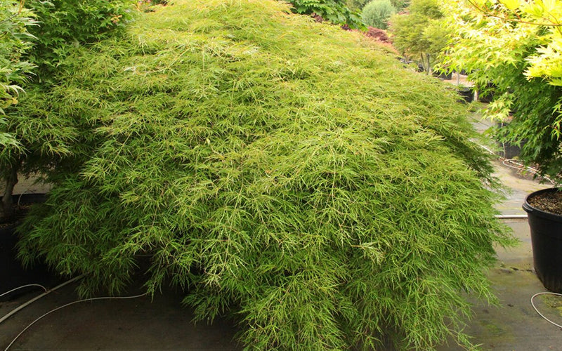  Otto's Dissectum Japanese Maple (Acer Palmatum) - 1 Gallon Pot