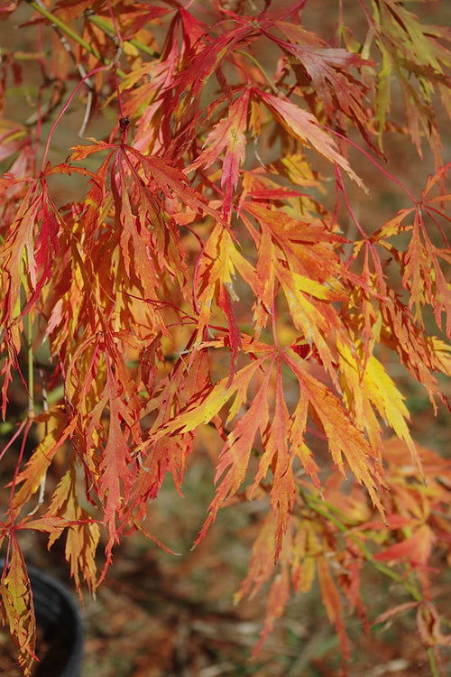  Otto's Dissectum Japanese Maple (Acer Palmatum) - 1 Gallon Pot