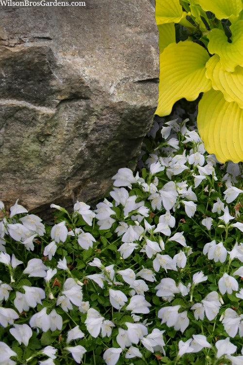  White Flowering Mazus - 5 Pack Of Pint Pots