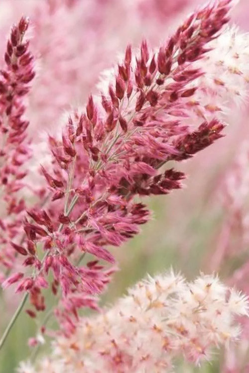  Savannah Ruby Grass (Melinus Nerviglumis) - 6 Pack Of 1 Gallon Pots
